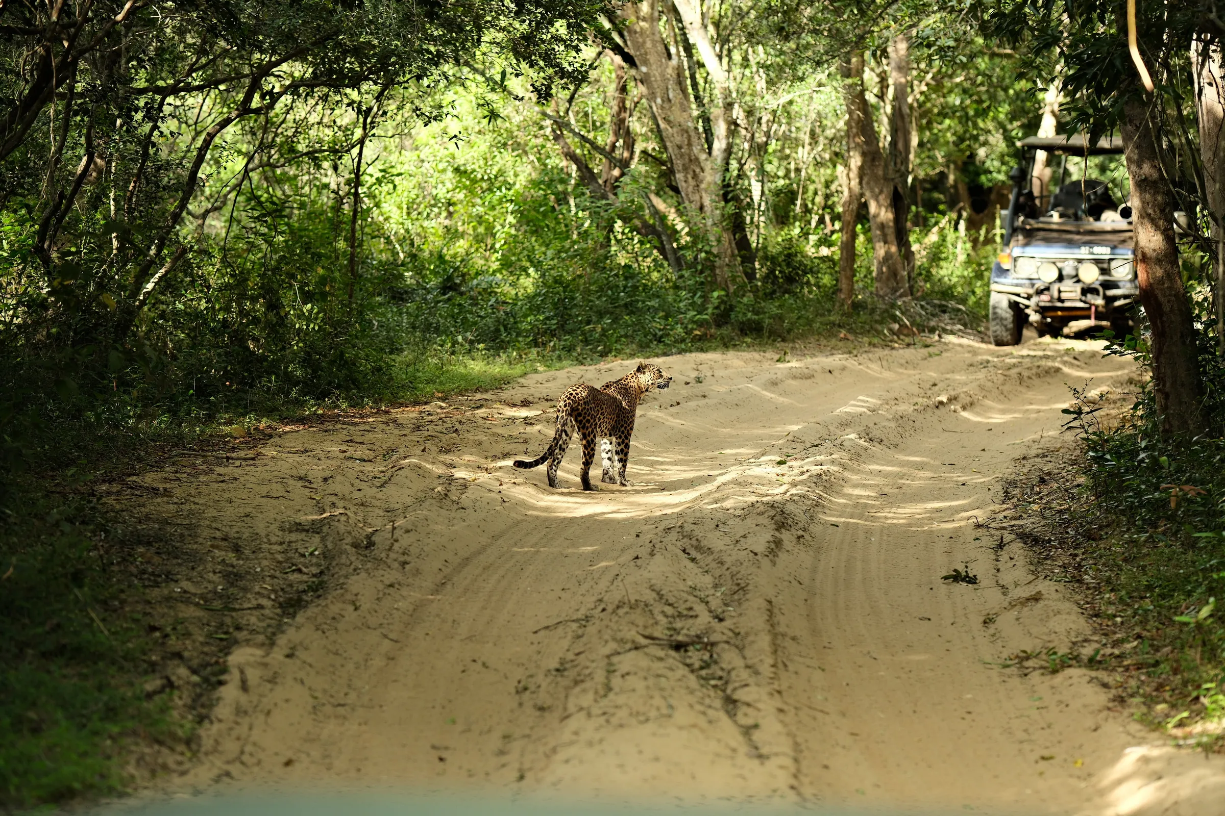 sri-lanka-2025, frame 157