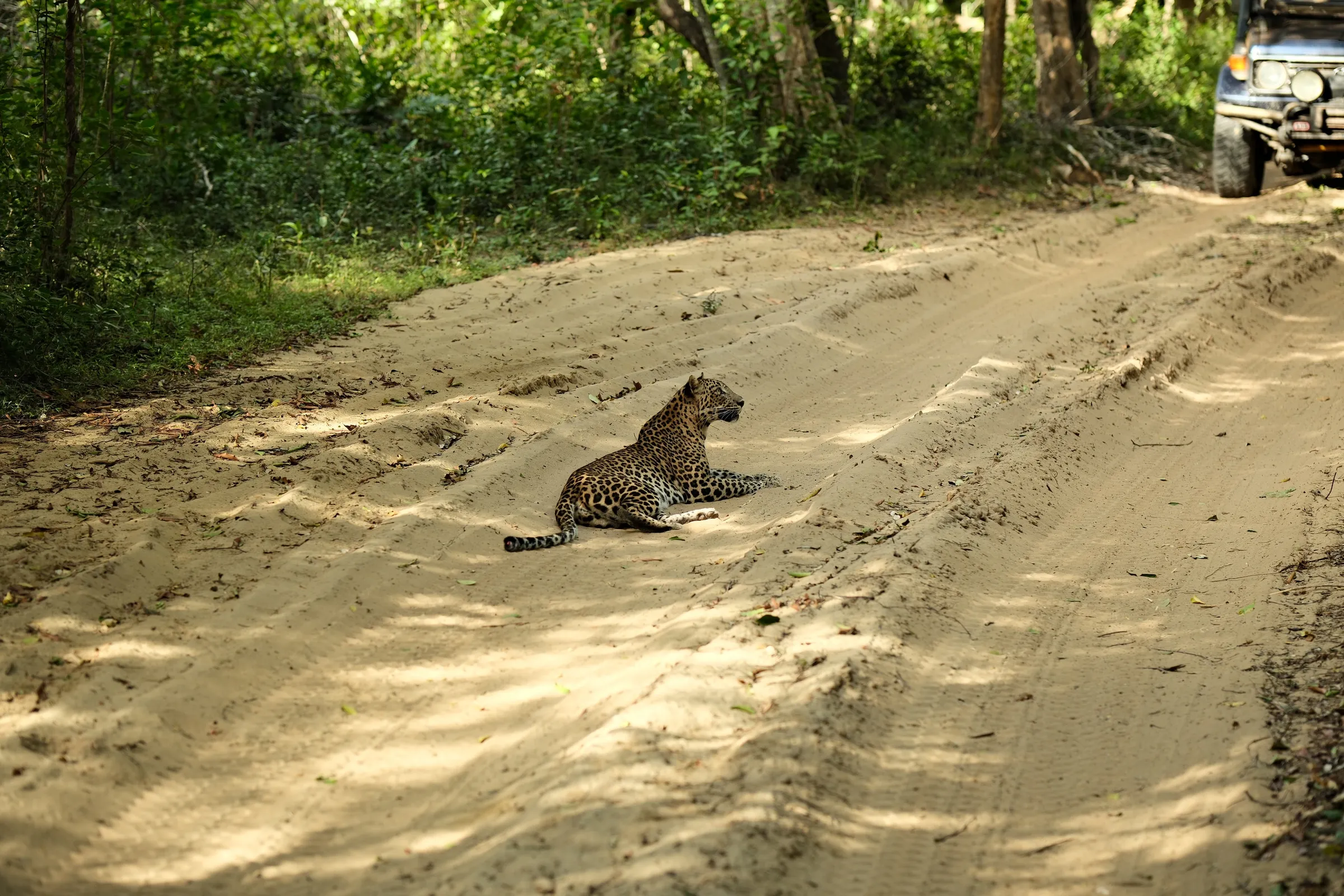 sri-lanka-2025, frame 158