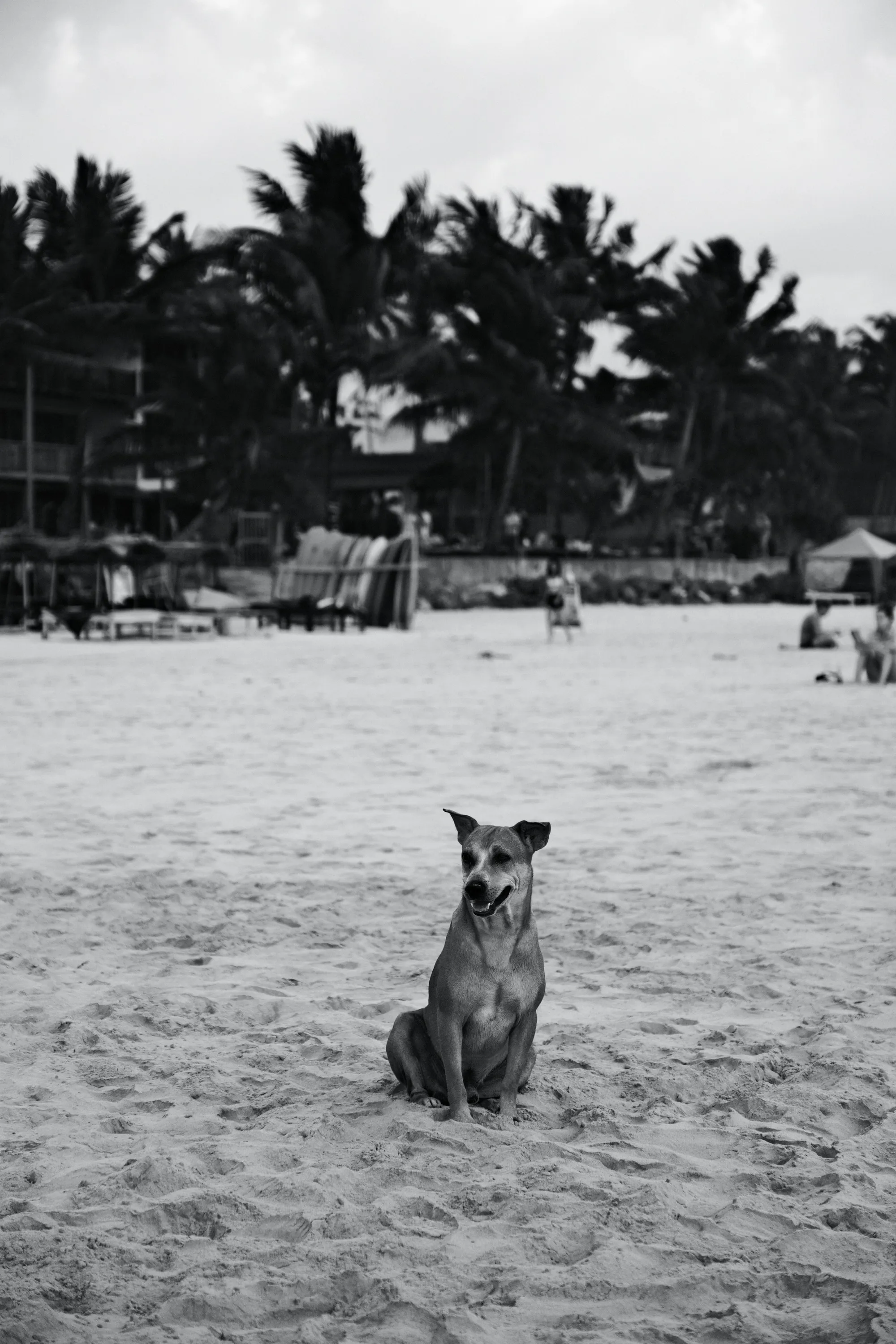 sri-lanka-2026, frame 54
