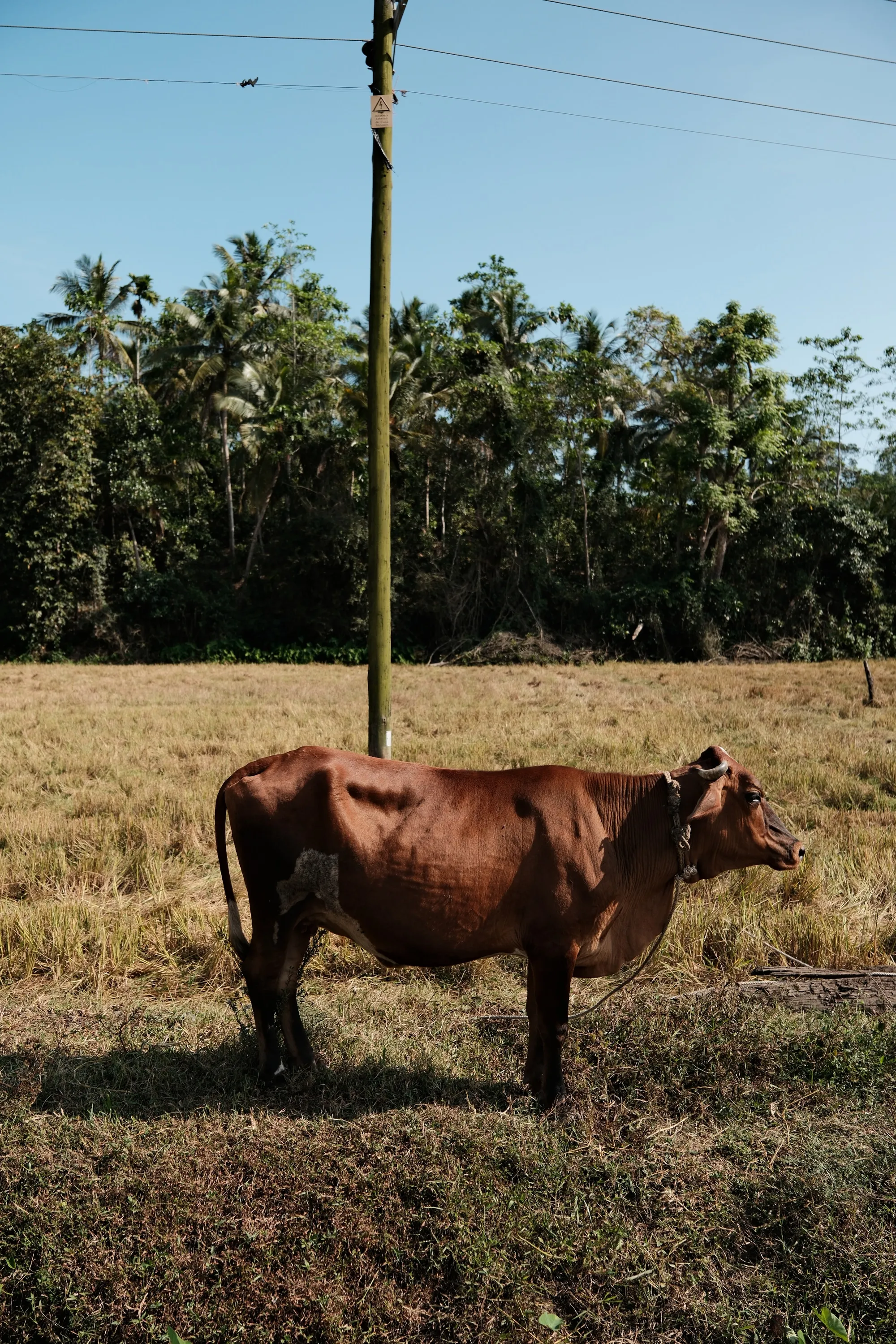 sri-lanka-2026, frame 15