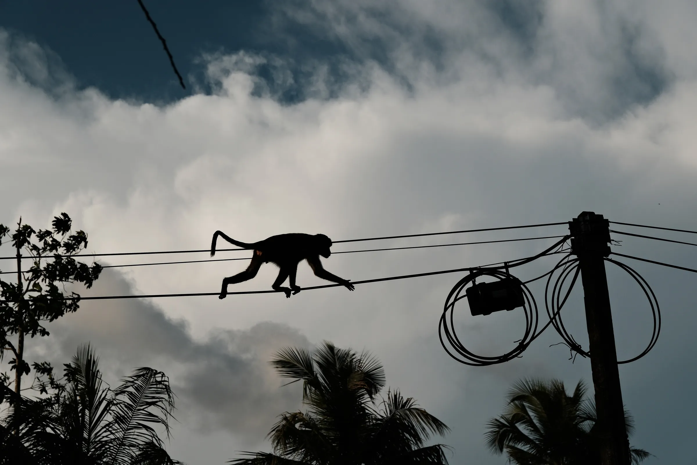 sri-lanka-2026, frame 27