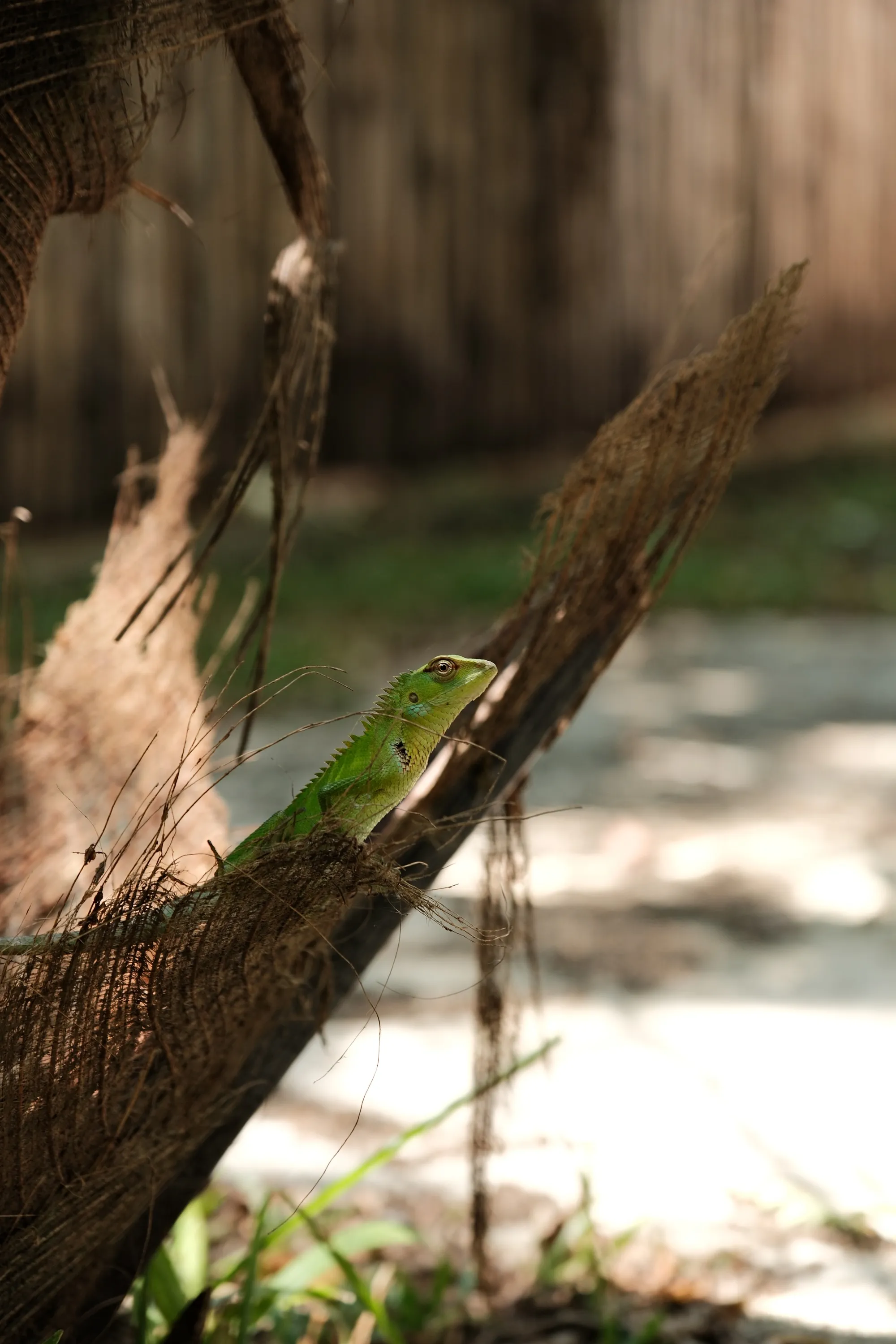 sri-lanka-2026, frame 37