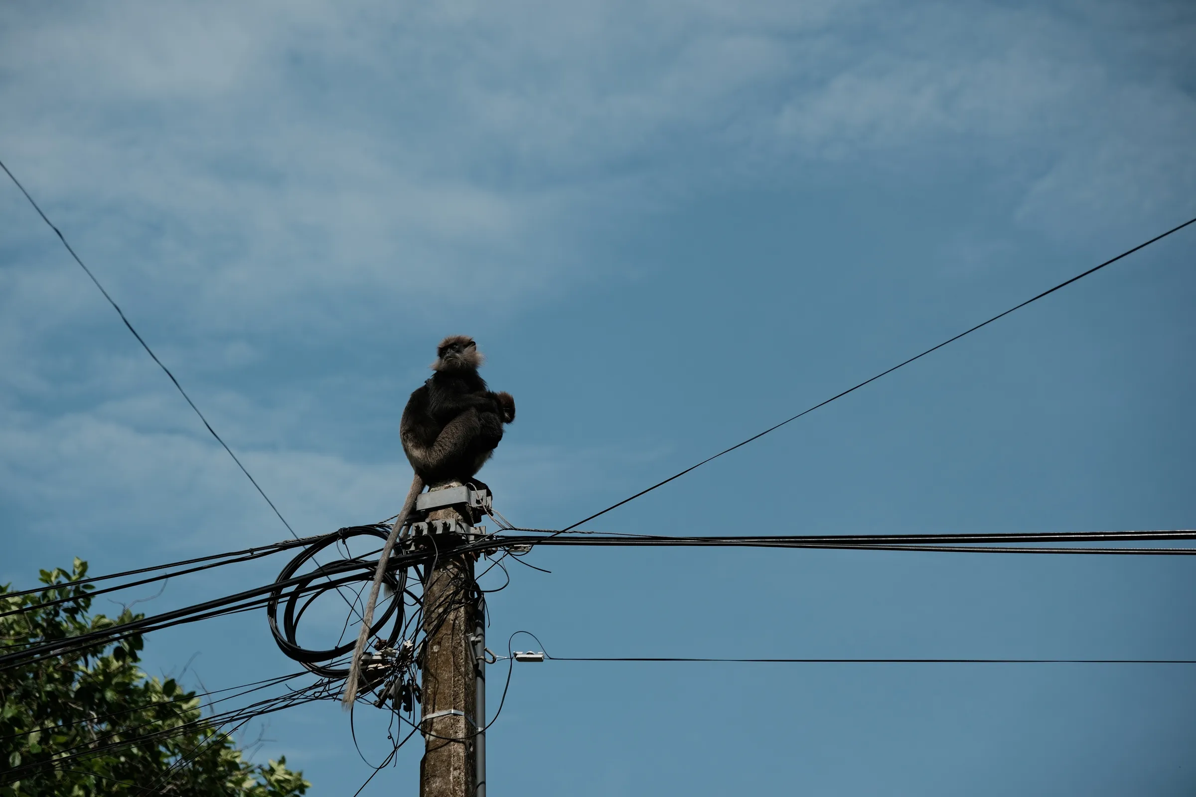 sri-lanka-2026, frame 28