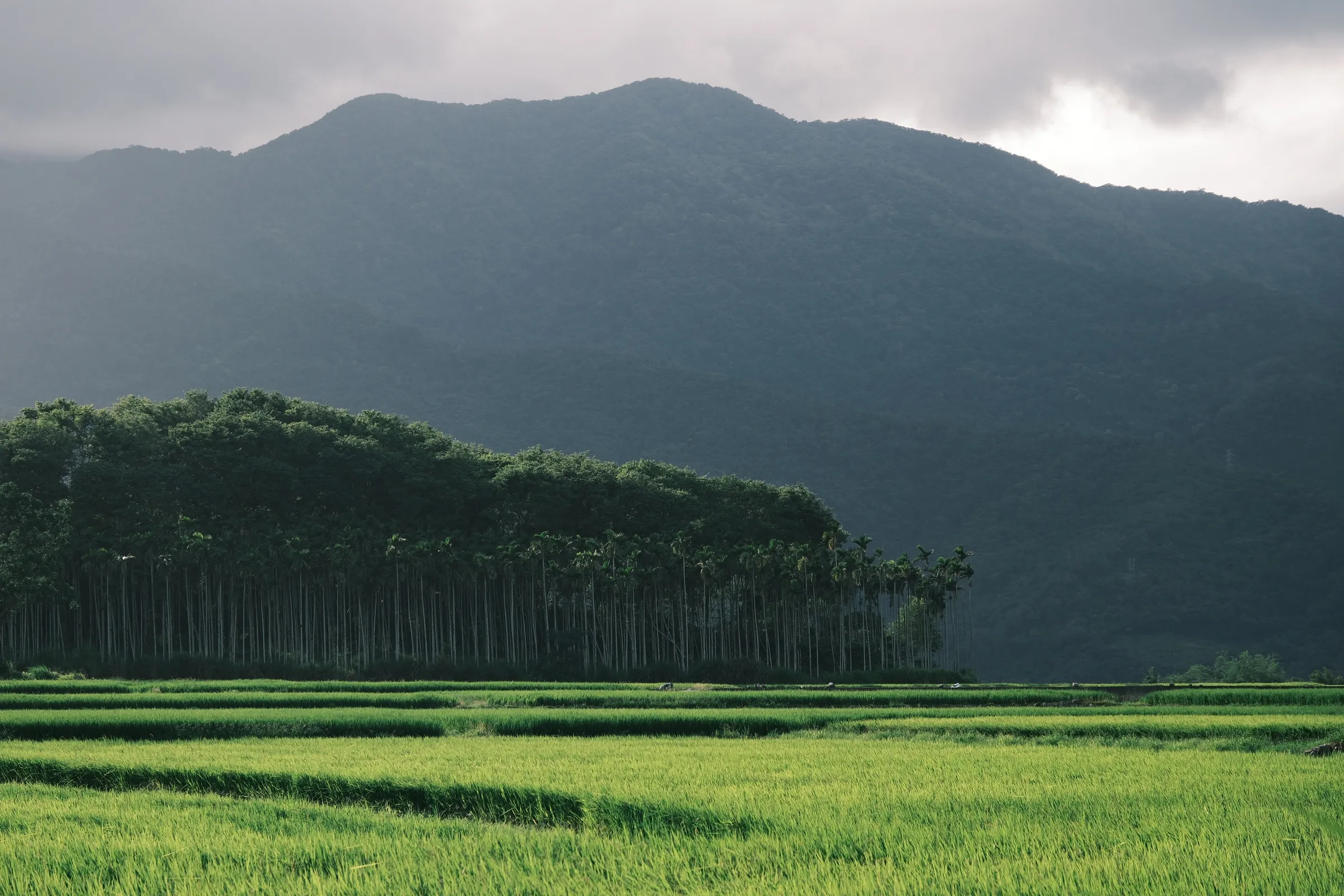 taiwan-2026, frame 64