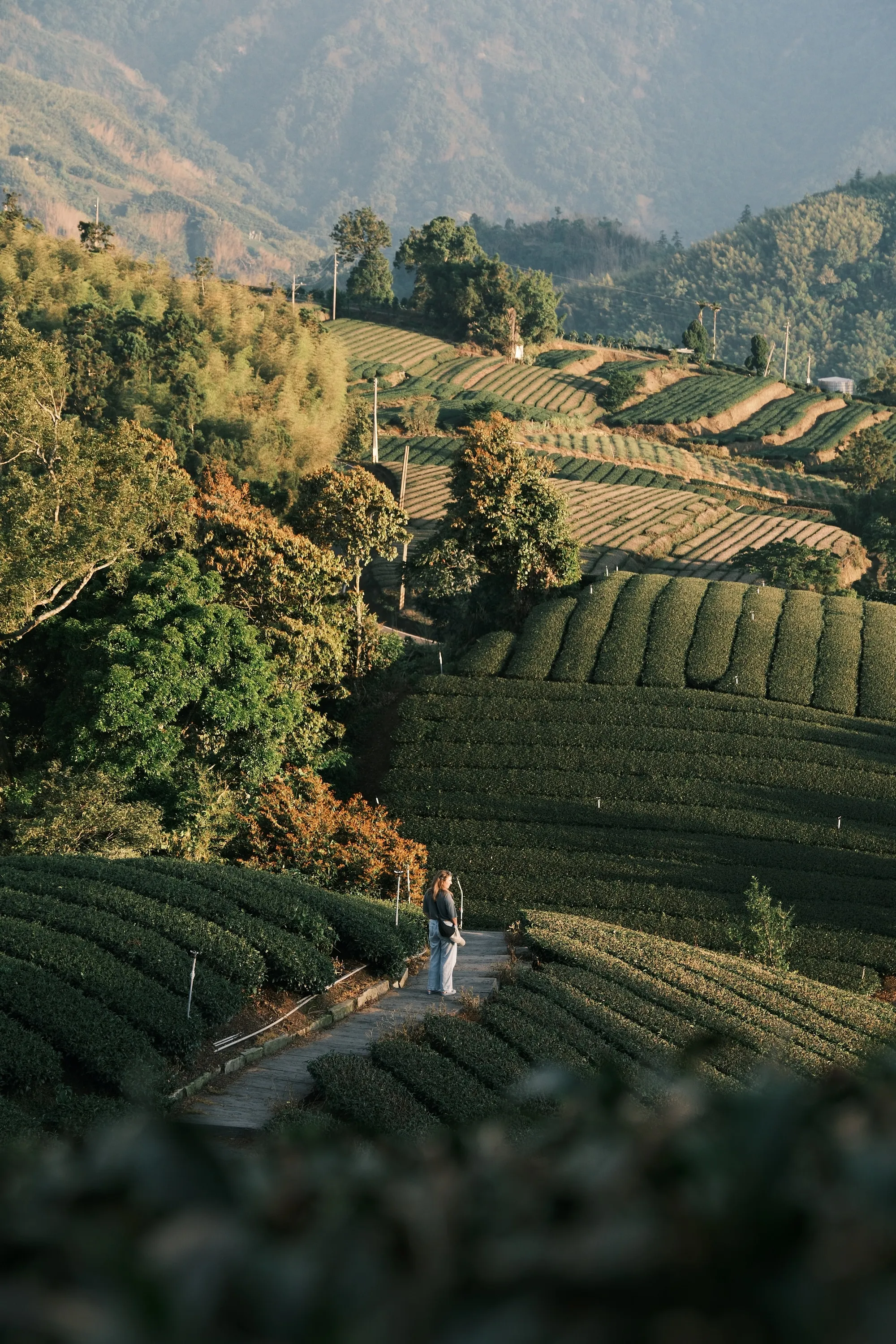 taiwan-2026, frame 90