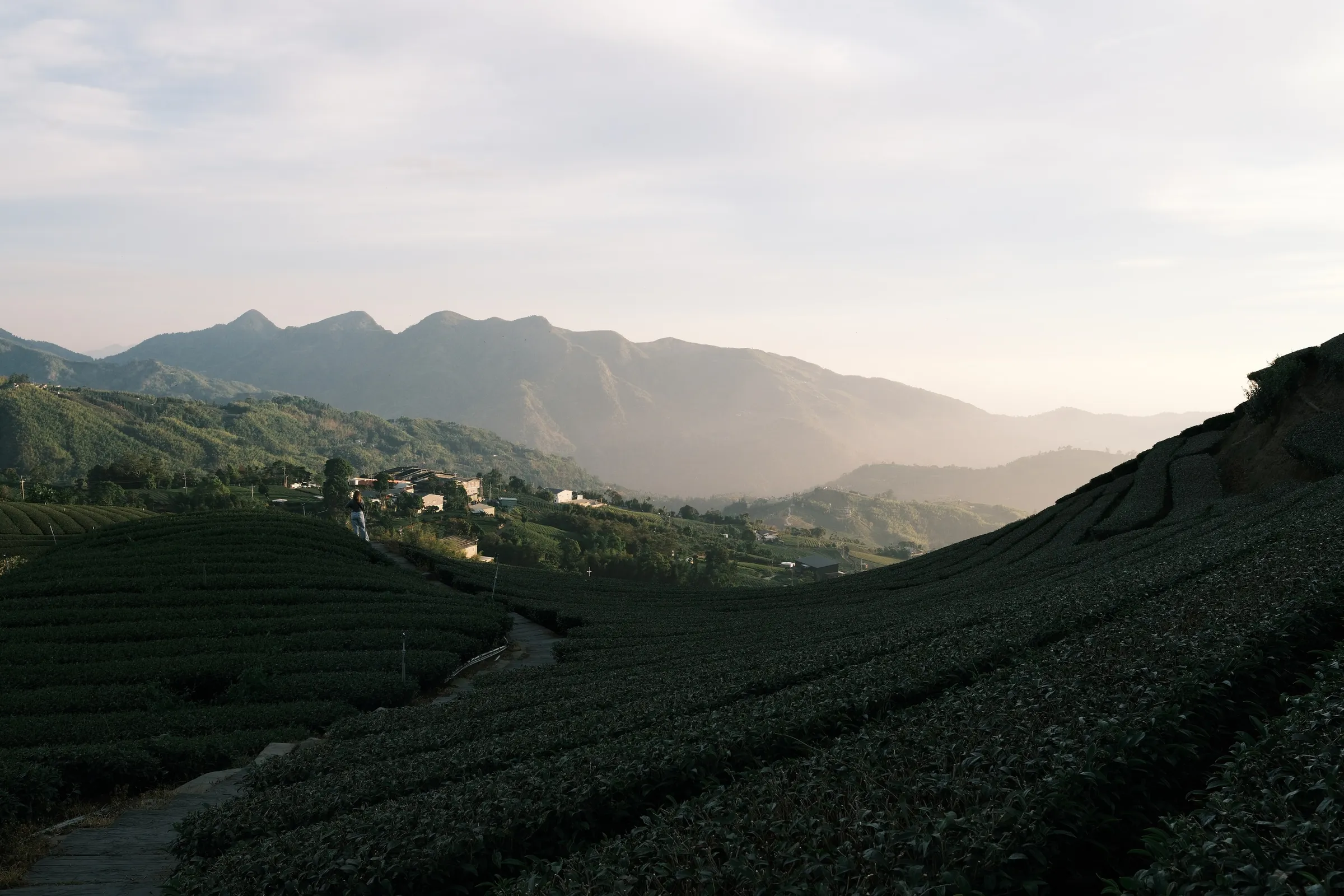 Tea terraces, last light