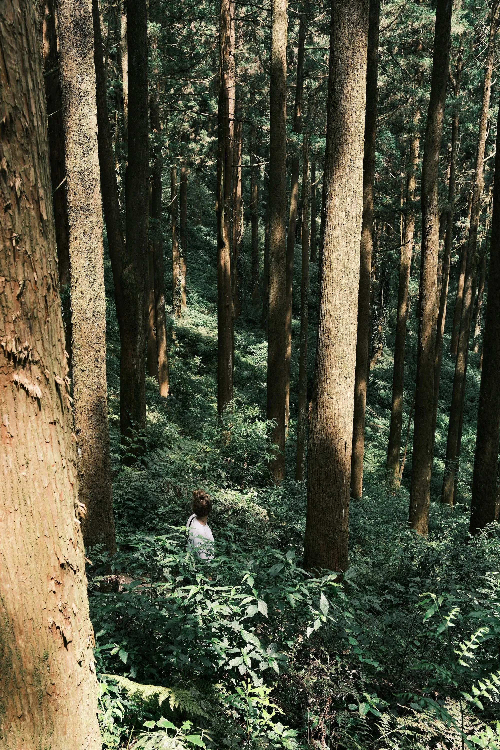 taiwan-2026, frame 102