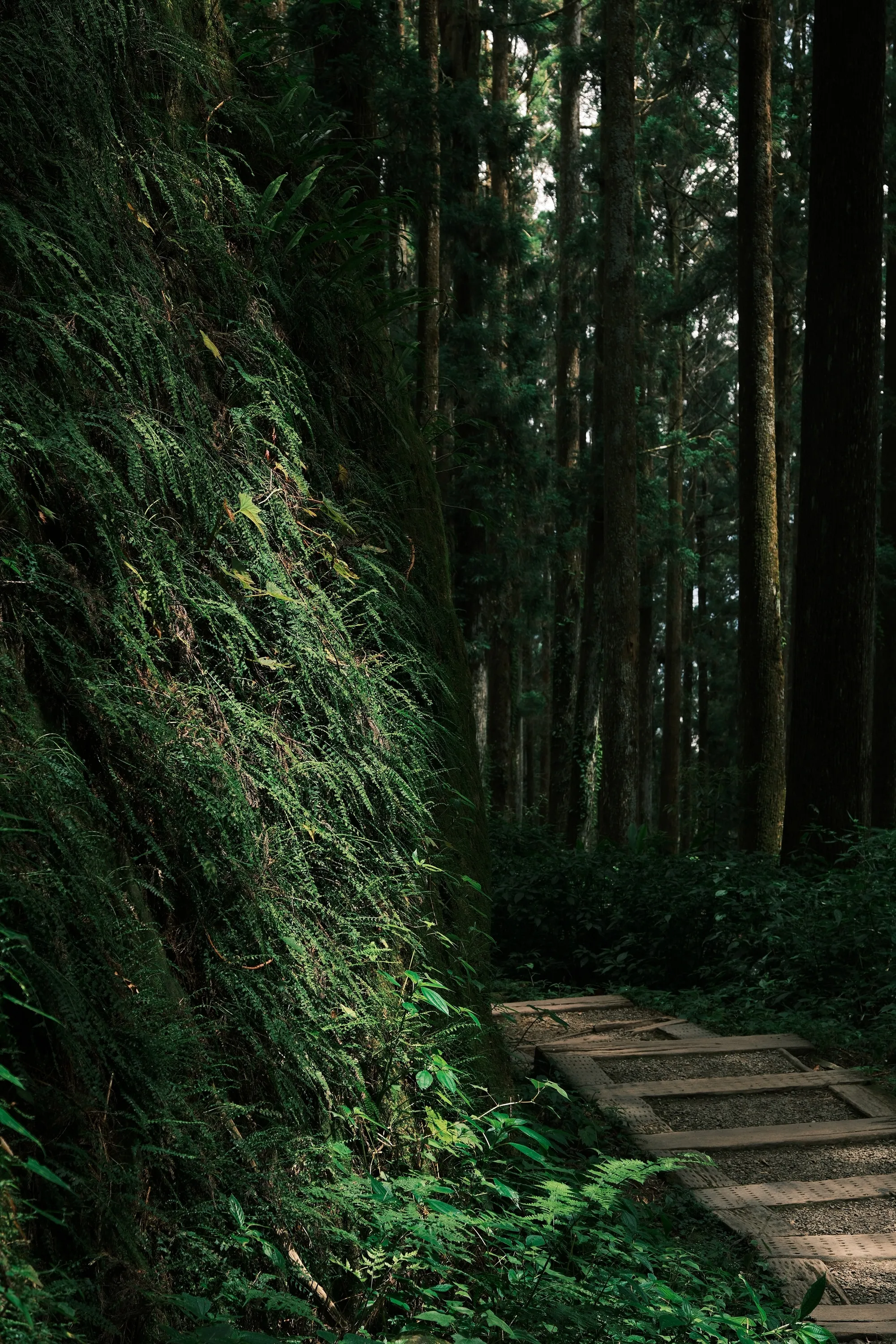 taiwan-2026, frame 104