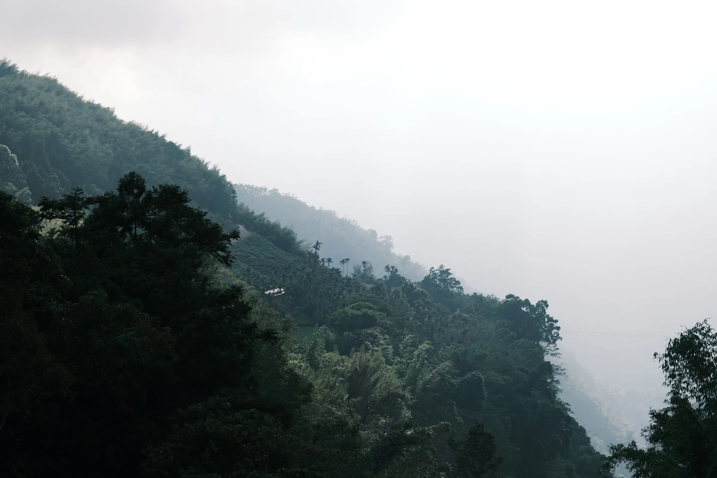 taiwan-2026, frame 106